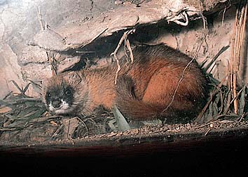 イタチ
提供:東京動物園協会