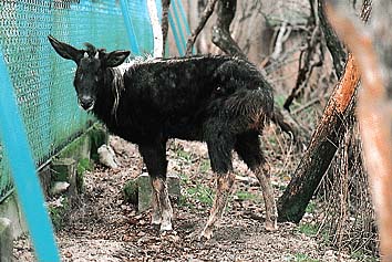シーロー
提供:東京動物園協会