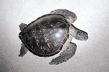 アオウミガメ
提供:東京動物園協会