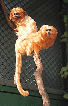 ゴールデンライオンタマリン
提供:東京動物園協会
