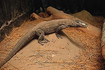コモドオオトカゲ
提供:東京動物園協会