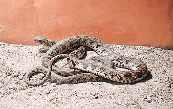 ヤマカガシ
提供:東京動物園協会