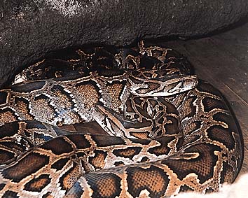インドニシキヘビ
提供:東京動物園協会