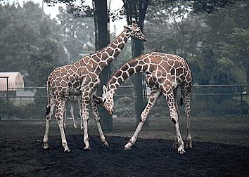 キリン
提供:東京動物園協会