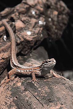 カナヘビ
提供:東京動物園協会