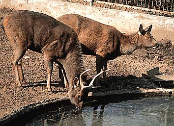 サンバー
提供:東京動物園協会