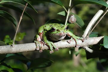 ニホンアマガエル
提供:東京動物園協会
