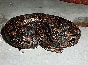 ボールパイソン
提供:東京動物園協会
