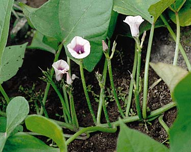 サツマイモ(花)
提供:OPO
