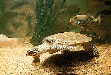 タイマイ
提供:東京動物園協会