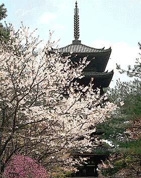 仁和寺 五重塔
撮影:新海良夫