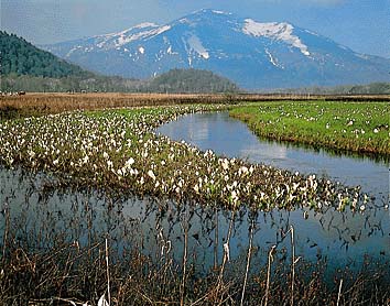 ミズバショウ(群落)
撮影:新海良夫
