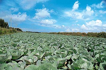 野辺山原(1)
撮影:関戸 勇