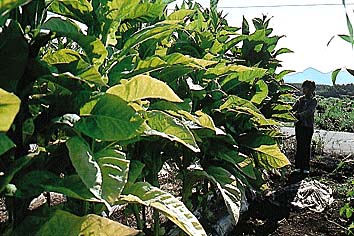 タバコ
撮影:関戸 勇