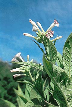 タバコ(花)
撮影:関戸 勇