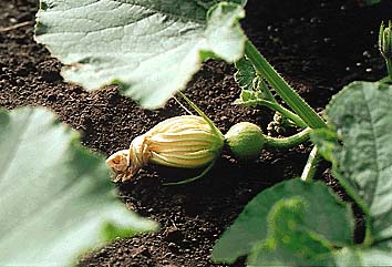 カボチャ(雌花)
撮影:関戸 勇