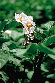 ジャガイモ(花)
撮影:関戸 勇