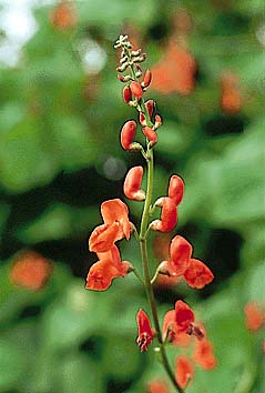 ナタマメ(花)
撮影:関戸 勇
