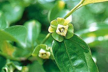 カキ(雌花)
撮影:関戸 勇
