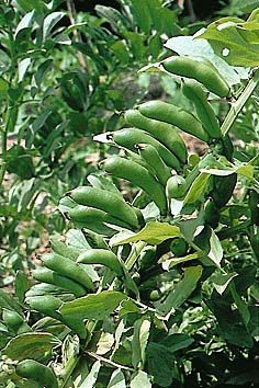 蚕豆
撮影:関戸 勇
