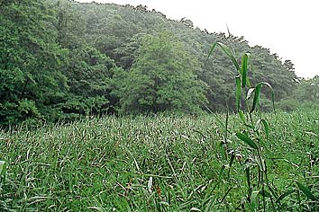 葦原
撮影:関戸 勇