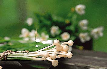 ノビル(鱗茎)
撮影:関戸 勇