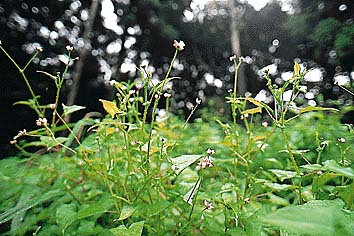 ママコノシリヌグイ
撮影:関戸 勇