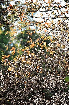 シキザクラ(花)
撮影:関戸 勇