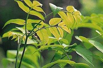 ヤマウド
撮影:関戸 勇