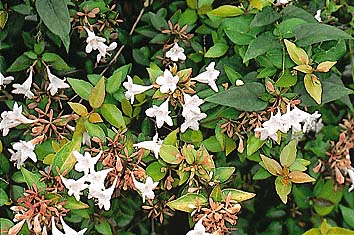 ツクバネウツギ(花)
撮影:関戸 勇