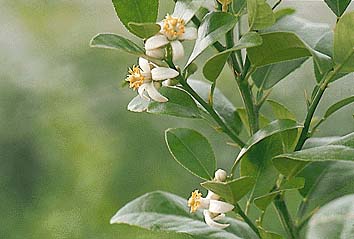 ライム(花)
撮影:関戸 勇
