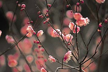 ウメ(花)
撮影:関戸 勇