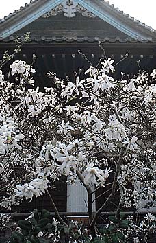シデコブシ(花)
撮影:関戸 勇