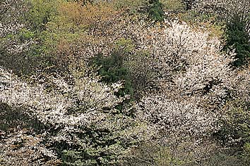 ヤマザクラ
撮影:関戸 勇