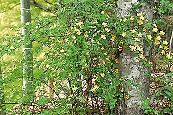 ヤマブキ
撮影:関戸 勇
