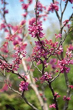 ハナズオウ(花)
撮影:関戸 勇