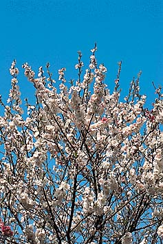 ハナモモ
撮影:関戸 勇