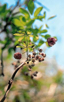 アケビ(花)
撮影:関戸 勇