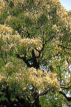クスノキ(花)
撮影:関戸 勇