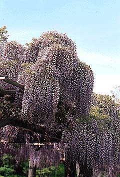 フジ
撮影:関戸 勇