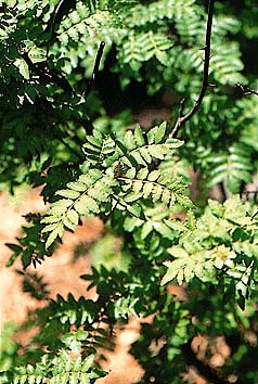 サンショウ
撮影:関戸 勇
