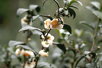 チャ(花)
撮影:関戸 勇