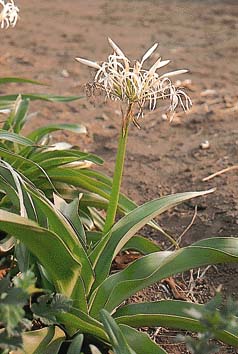 ハマオモト(花)
撮影:関戸 勇