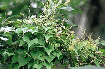 オニドコロ
撮影:関戸 勇