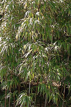 シホウチク
撮影:関戸 勇
