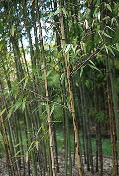 ウンモンチク
撮影:関戸 勇