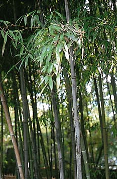 クロチク
撮影:関戸 勇