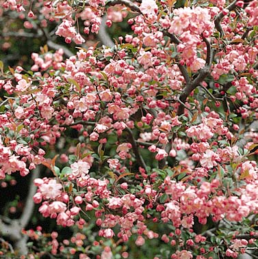 カイドウ(花)
提供:ネイチャー・プロダクション