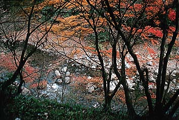 栂尾の紅葉
撮影:的場 啓