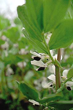 蚕豆の花
撮影:関戸 勇